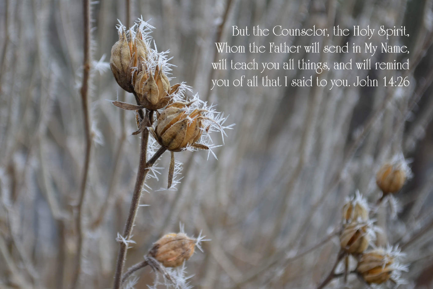 John 14:26 Hoarfrost on Rose of Sharon