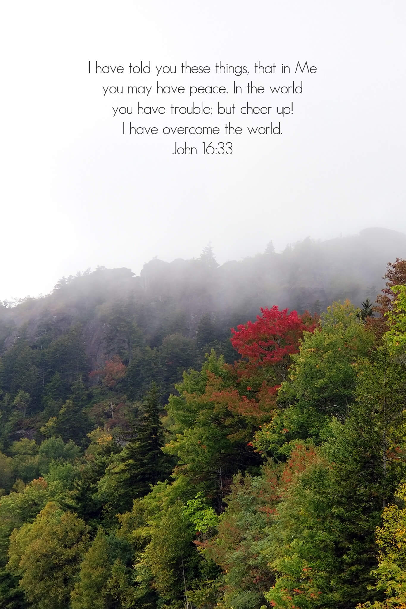 John16v33 Red Tree Blazing through Foggy Parkway Christian greeting card