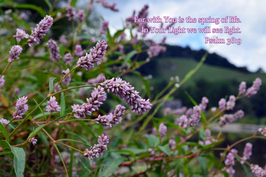 Psalm 36:9 Pennsylvania Smartweed Christian greeting card
