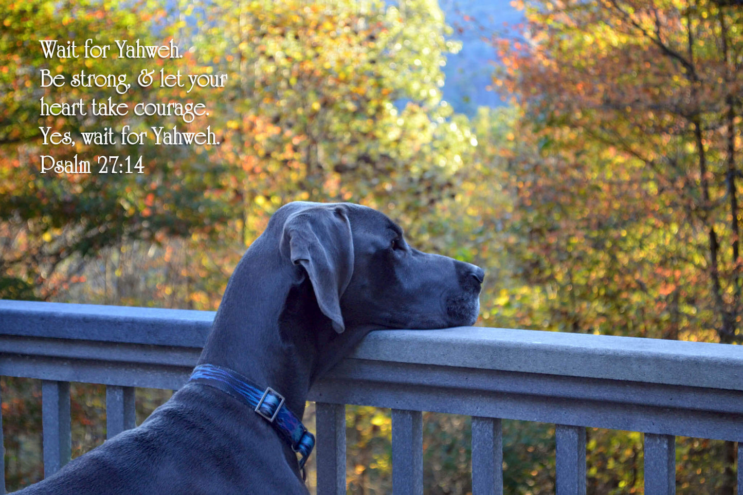 Psalm 27:14 Puddles Watching Deer