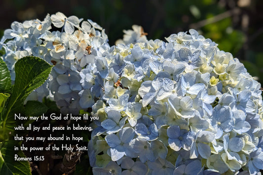 Romans 15:13 Hydrangea Barnabas Notes Travels Christian greeting card