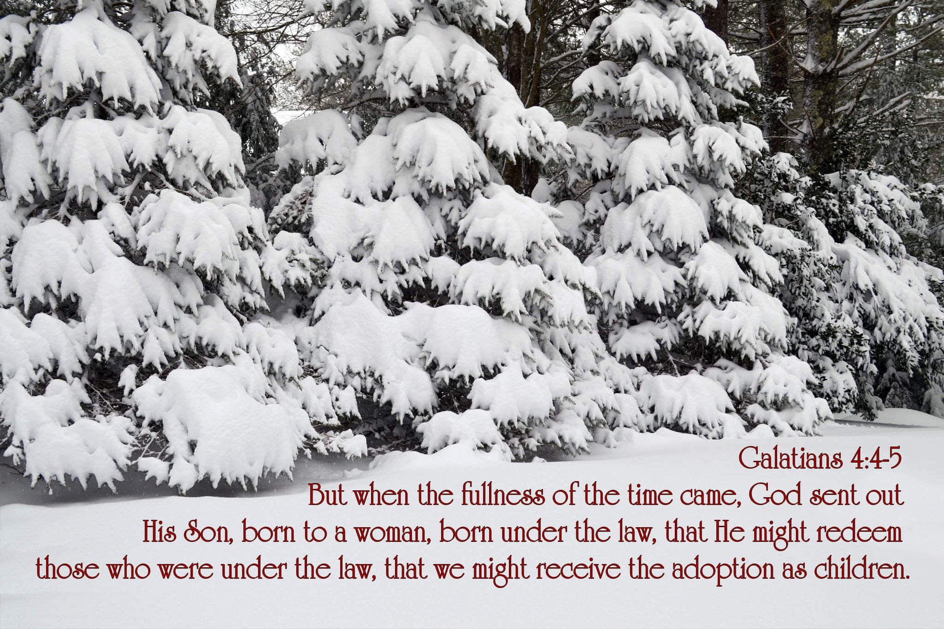 Galatians 4:4-5 Snowy Pines Christian Christmas greeting card