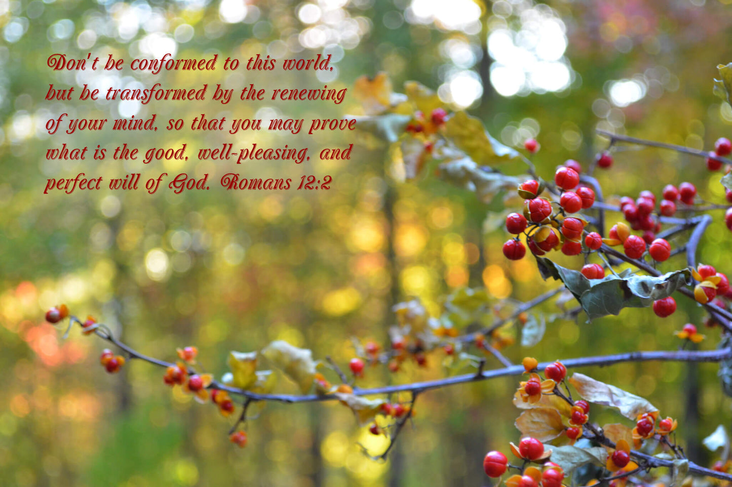 Romans 12:2 Bittersweet at Sunset Christian greeting card