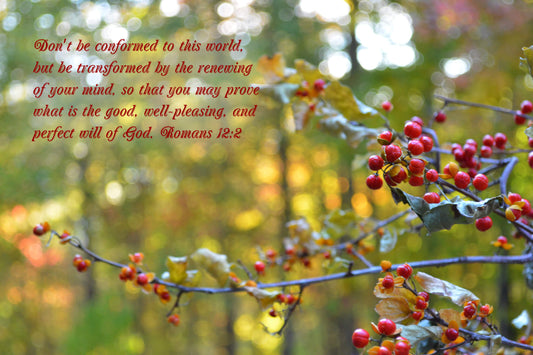 Romans 12:2 Bittersweet at Sunset Christian greeting card