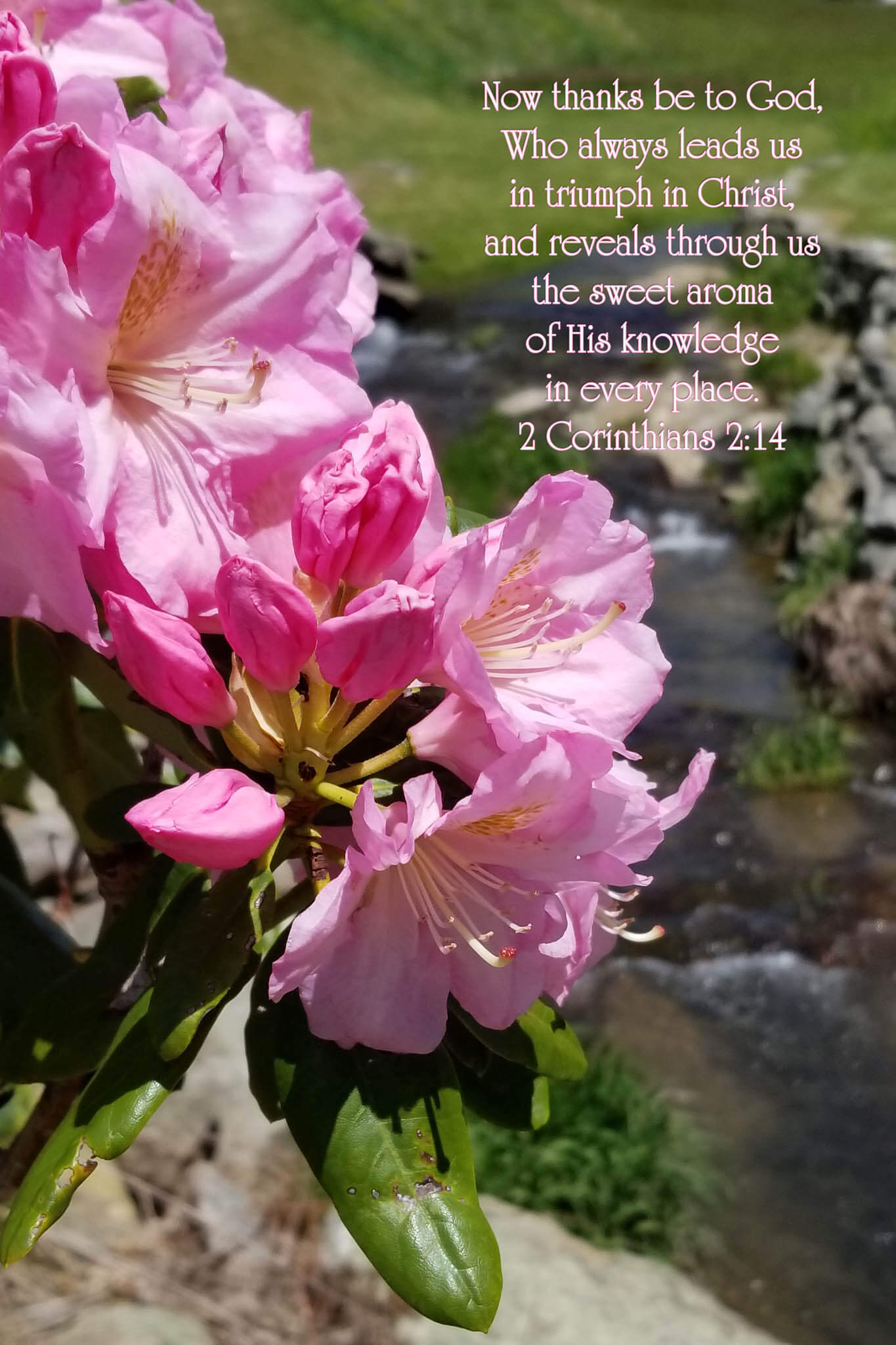 2 Corinthians 2:14 Rhododendron Blossoms Christian greeting cards