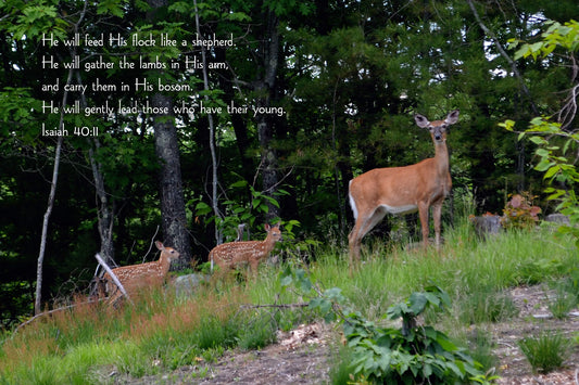 Isaiah 40:11 Doe and twins Christian greeting card