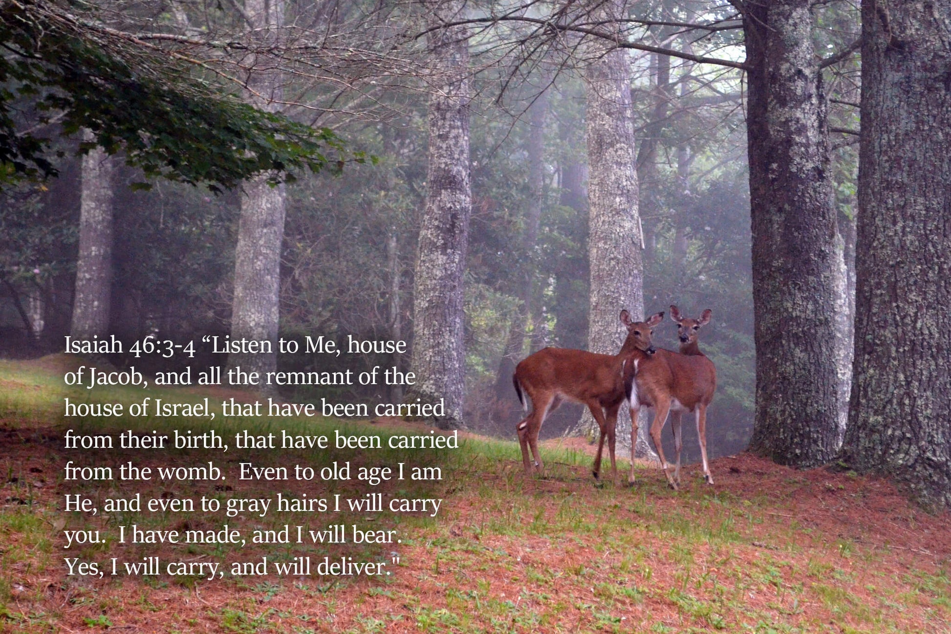 Isaiah 46:3-4 Snuggling Deer Christian greeting card