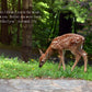 Jeremiah 1:5a Grazing Spotted Fawn Christian greeting card
