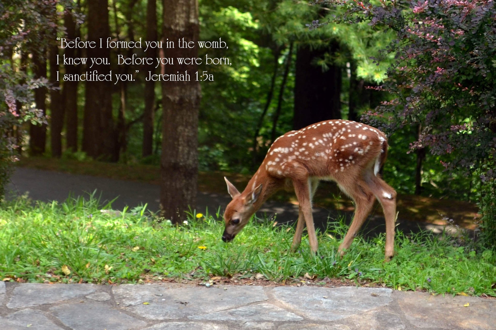 Jeremiah 1:5a Grazing Spotted Fawn Christian greeting card