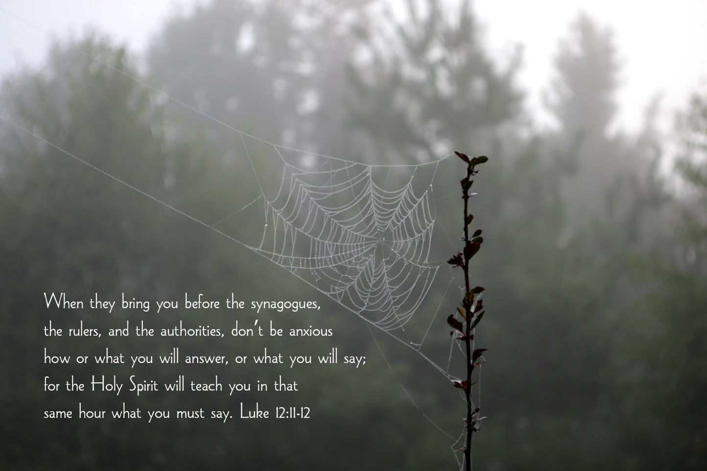 Luke 12:11-12 Spider Web