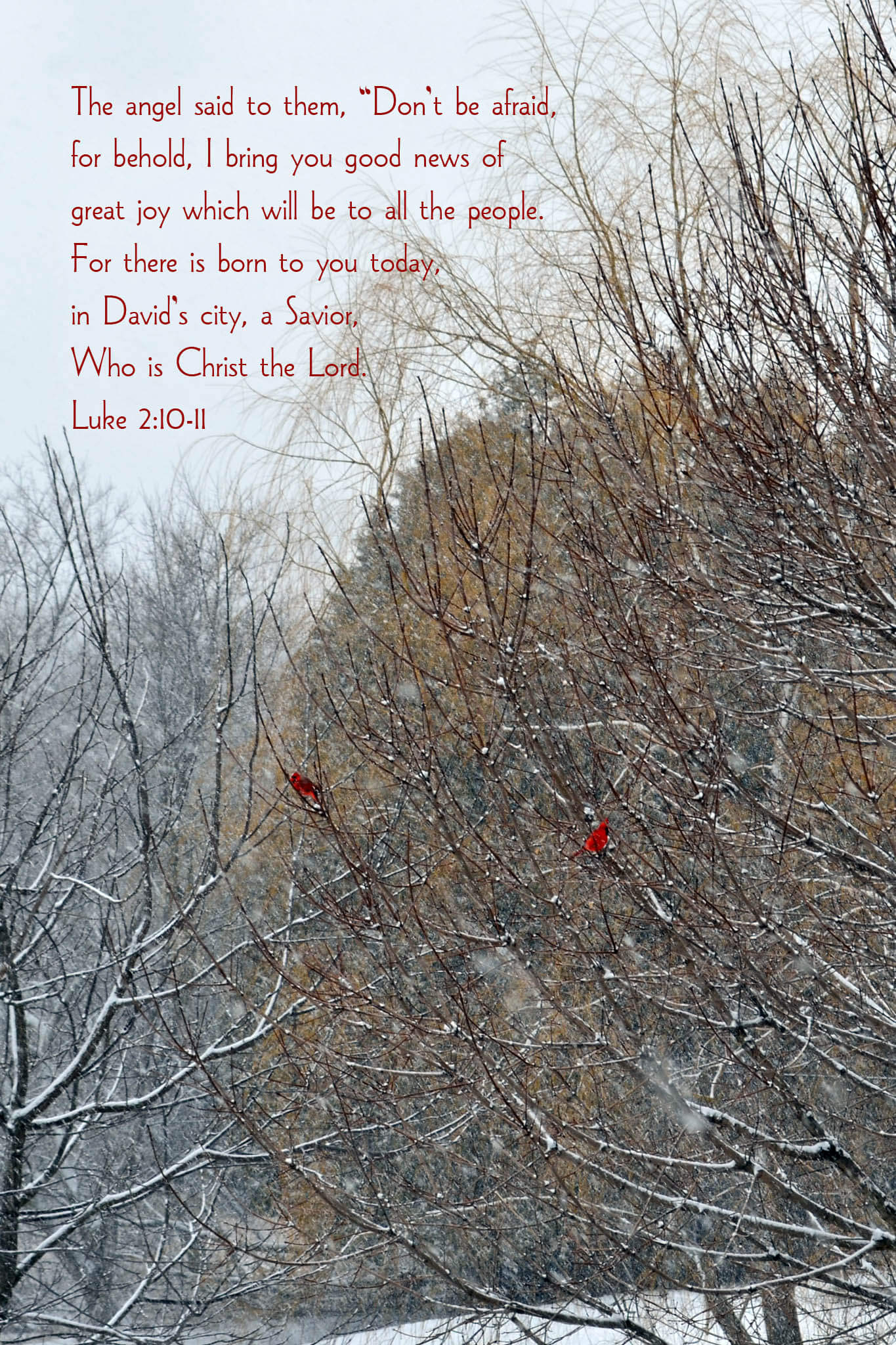 Luke 2:10-11 Red Cardinal