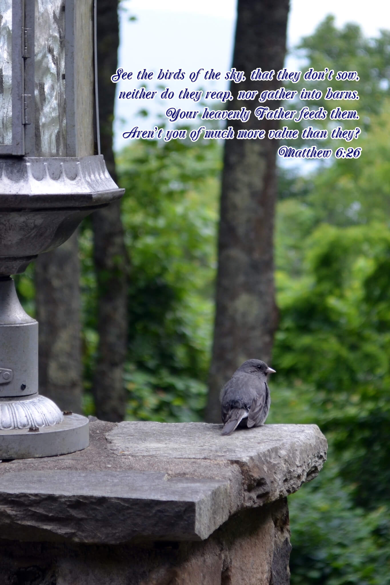 Matthew 6:26 Dark Eyed Junco Christian greeting card