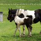 Proverbs 22:6 Foal and Mare Christian greeting card