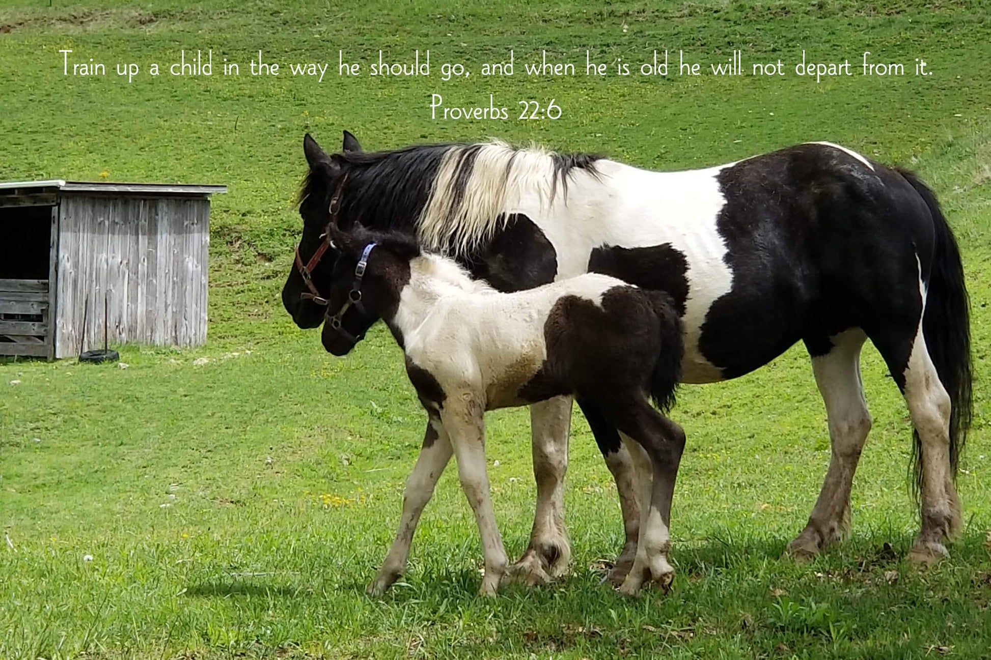 Proverbs 22:6 Foal and Mare Christian greeting card
