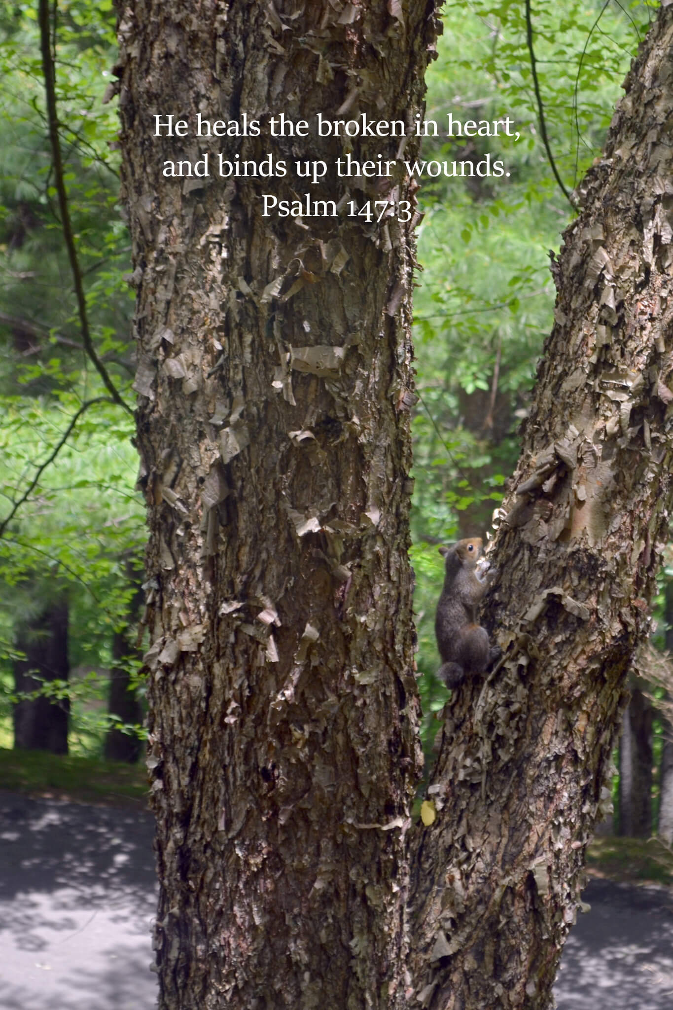 Psalm 147:3 Get Well Soon Squirrel without a Tail Christian greeting card