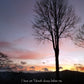 Psalm 16:8 Lone Tree at Sunset Christian greeting card