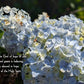 Romans 15:13 Hydrangea Barnabas Notes Travels Christian greeting card
