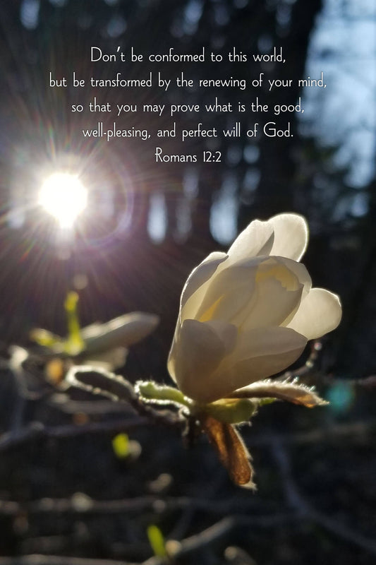 Romans 12:2 Magnolia Bud at Sunset Christian greeting card