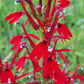 Colossians 3:14-15a on a photo of a Cardinal flower in a Christian greeting card