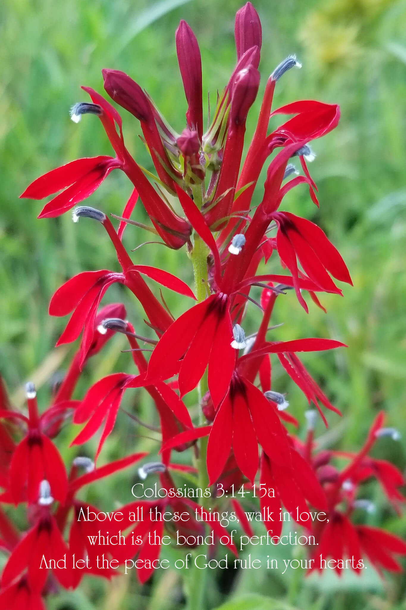 Colossians 3:14-15a on a photo of a Cardinal flower in a Christian greeting card