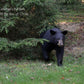Galatians 6 Black Bear coming out from under tree Christian greeting card
