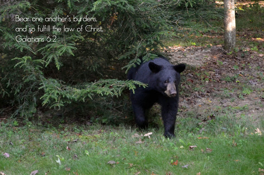 Galatians 6 Black Bear coming out from under tree Christian greeting card