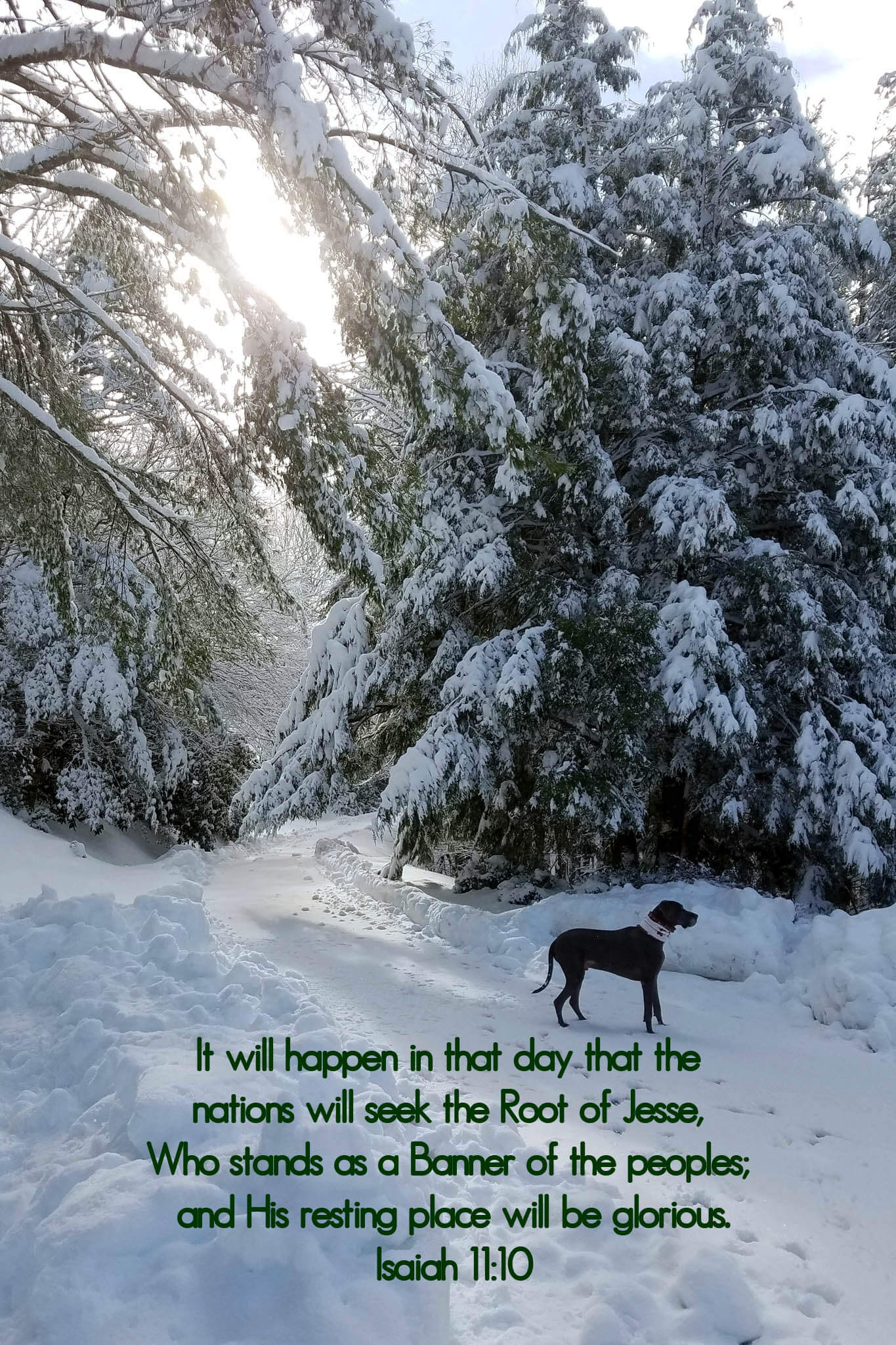 Isaiah 11:10 Puddles Snowy Lane Christian Christmas greeting card