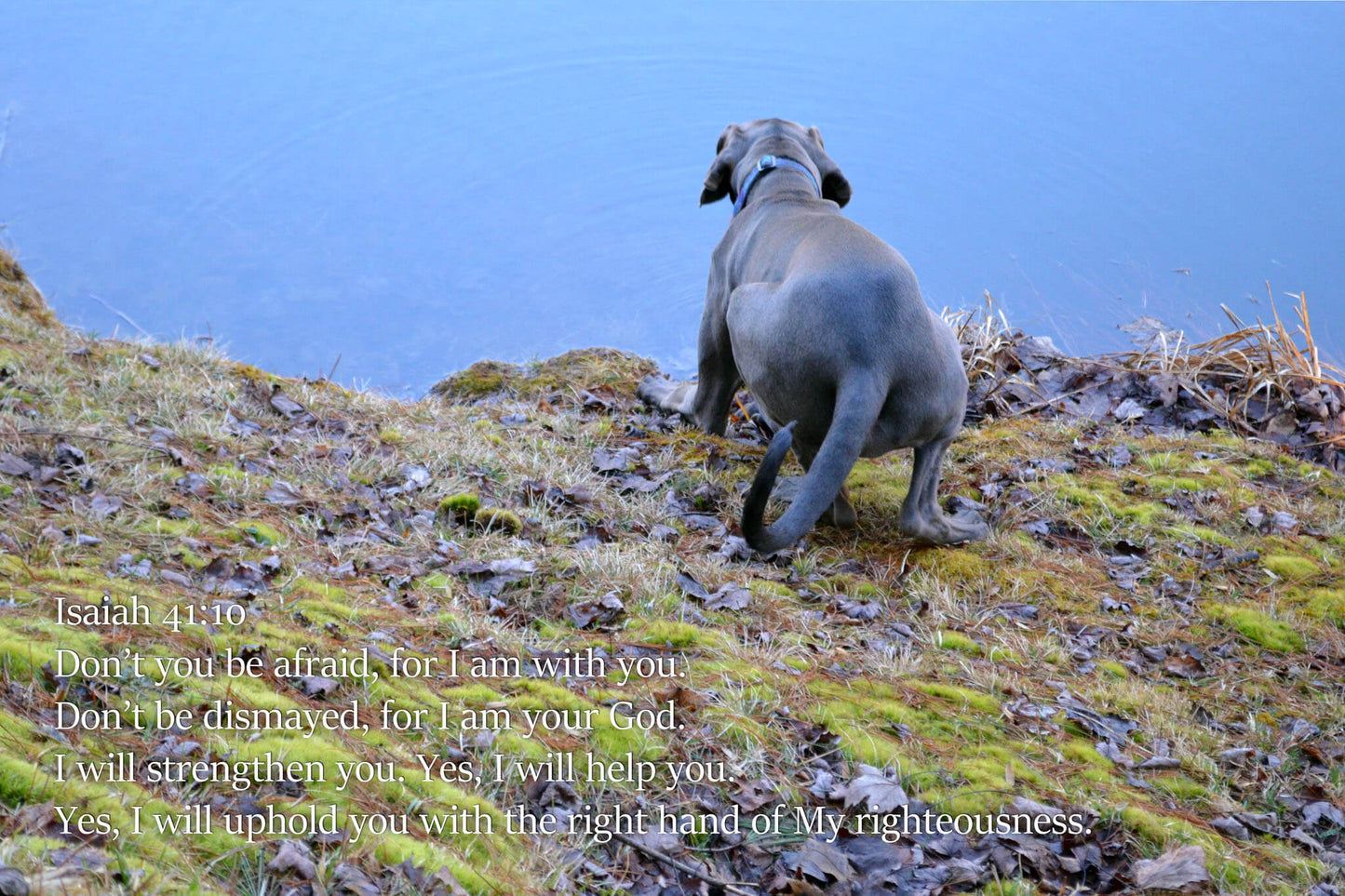 Isaiah 41 Puddles at Pond Edge Christian greeting card