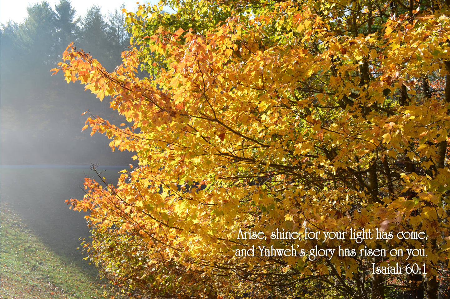 Isaiah 60 Sunrise Illuminating Golden Leaves Christian greeting card