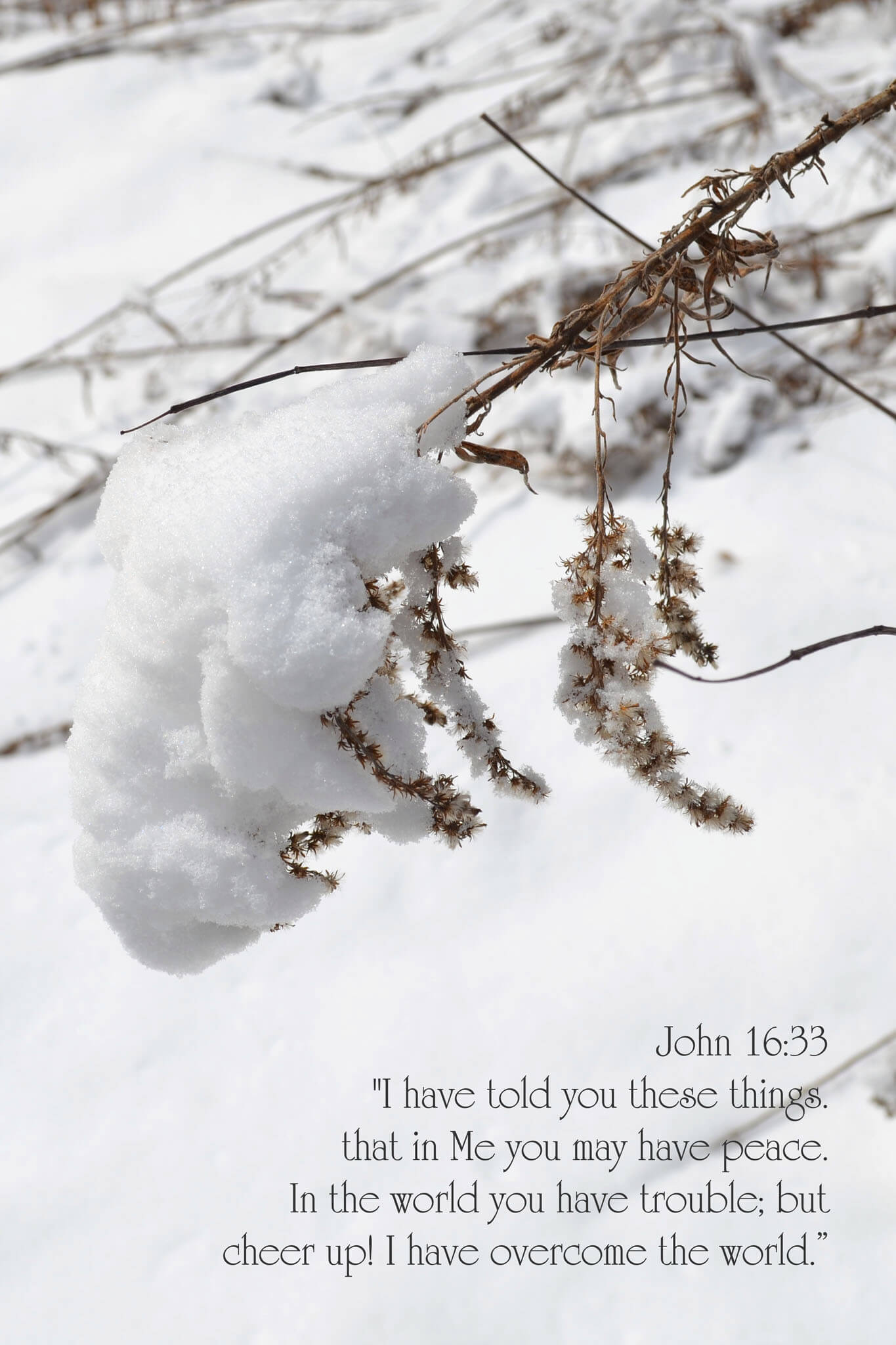 John 16 Snowy Field at Woodsong Christian greeting card