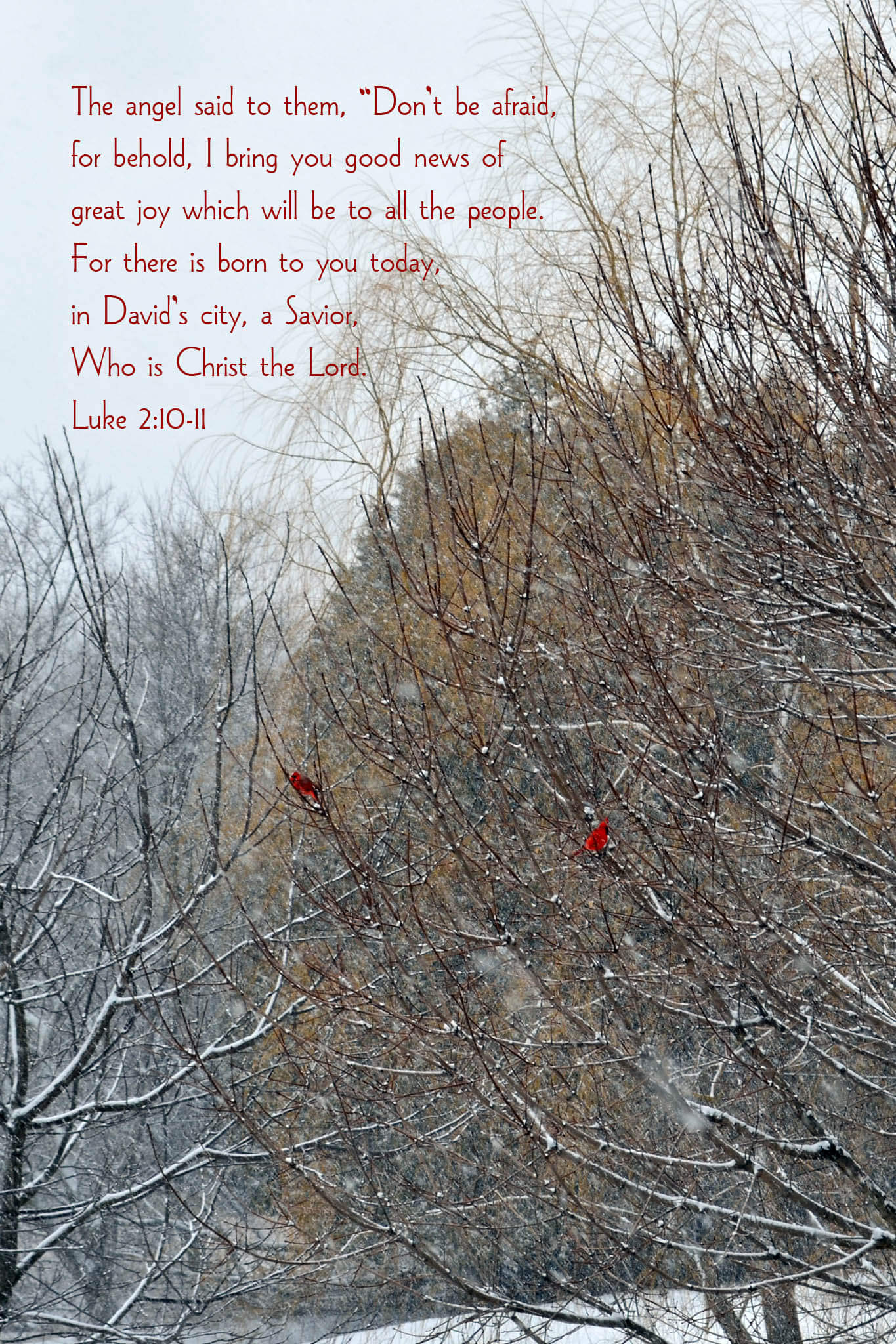 Luke 2 Red Cardinals Christian Christmas greeting card