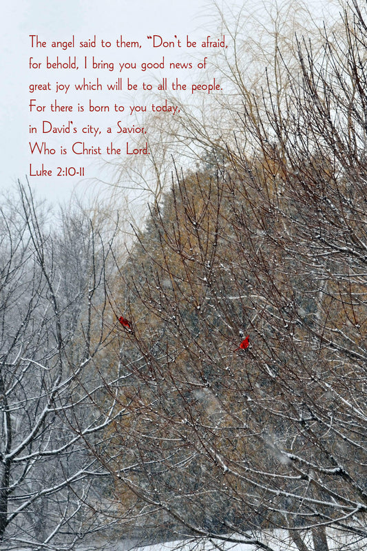 Luke 2 Red Cardinals Christian Christmas greeting card