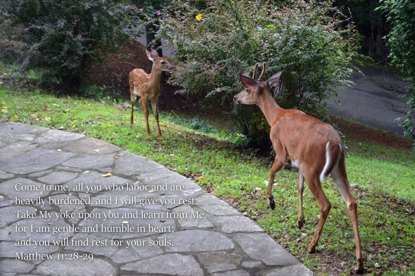 Matthew 11 Buck walks towards fawn in front yard