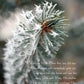 Matthew 2:10-11 Hoarfrost on Spruce Christian Christmas greeting card