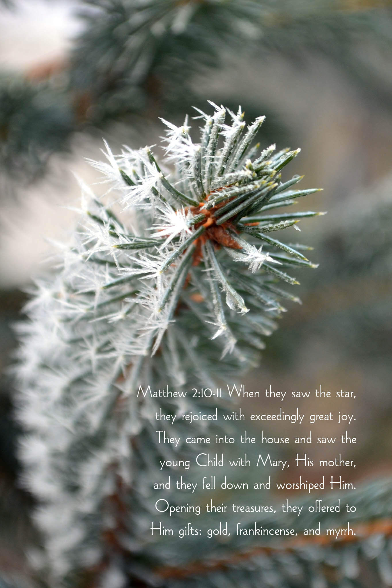 Matthew 2:10-11 Hoarfrost on Spruce Christian Christmas greeting card