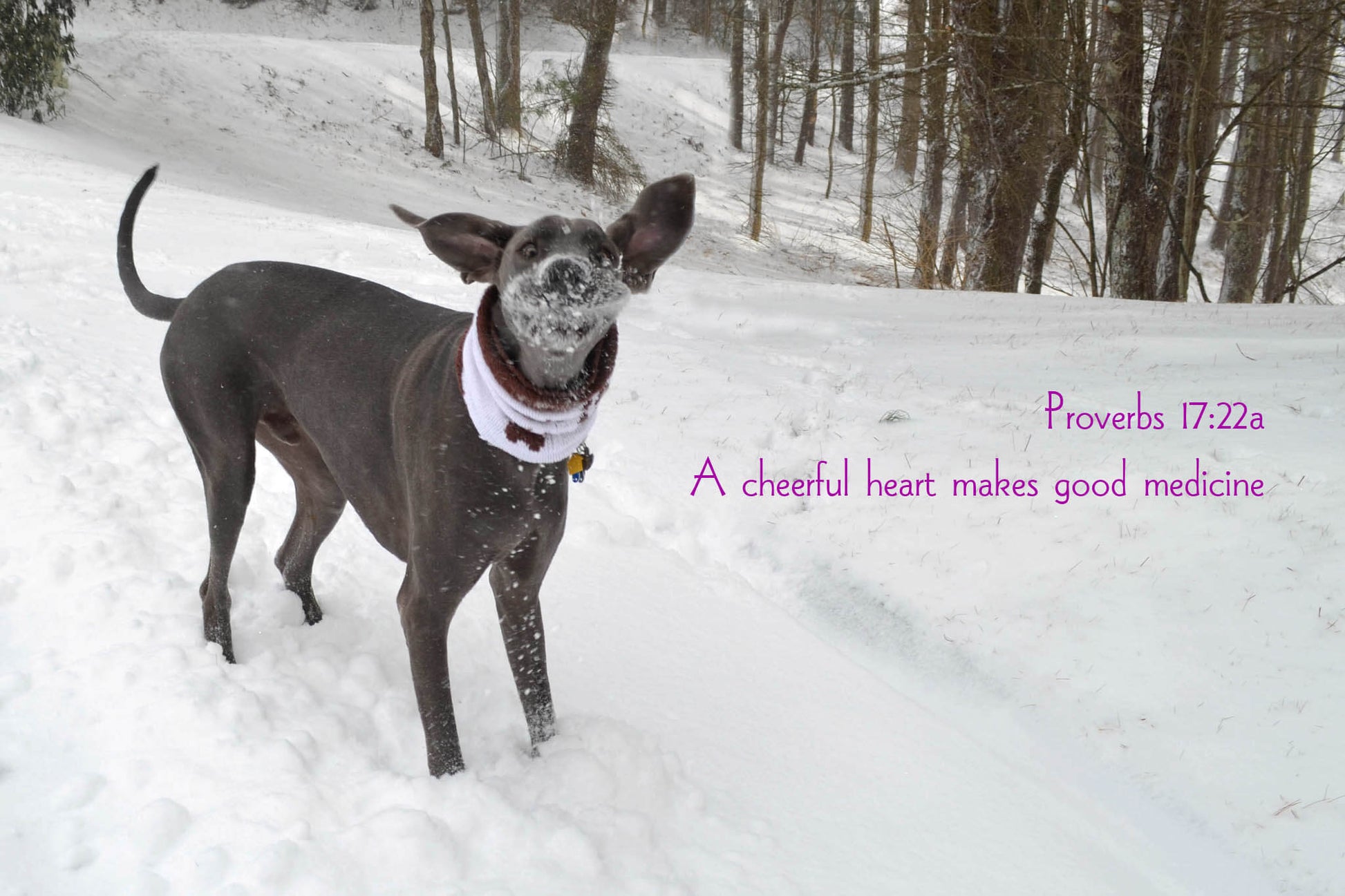 Proverbs 17 Goofy Snowy Puddles Christian greeting card