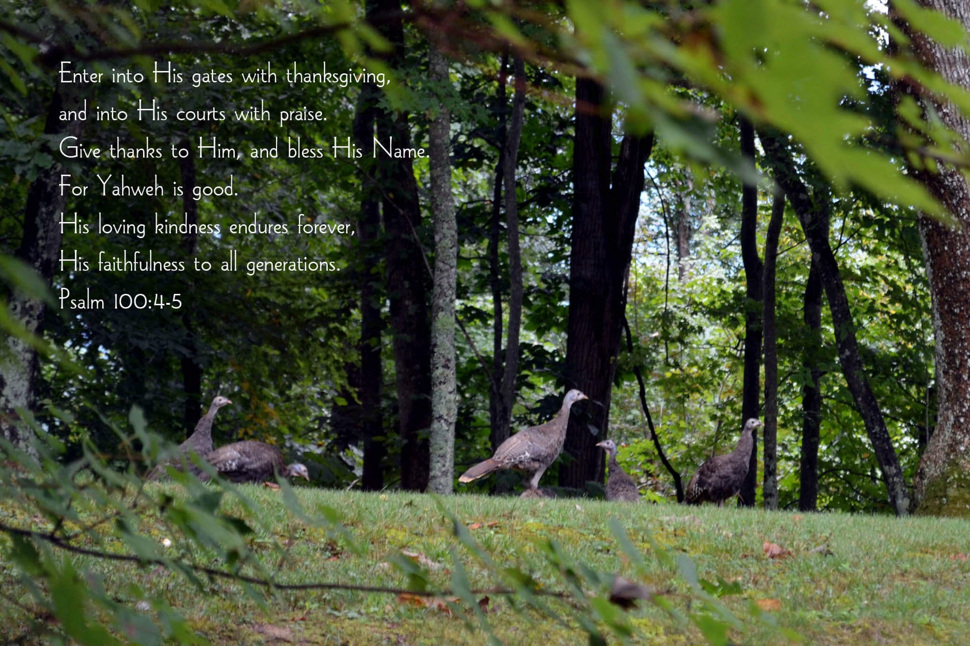 Psalm 100 Spying a wild turkey gaggle Christian greeting card