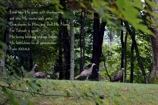 Psalm 100 Spying a wild turkey gaggle Christian greeting card