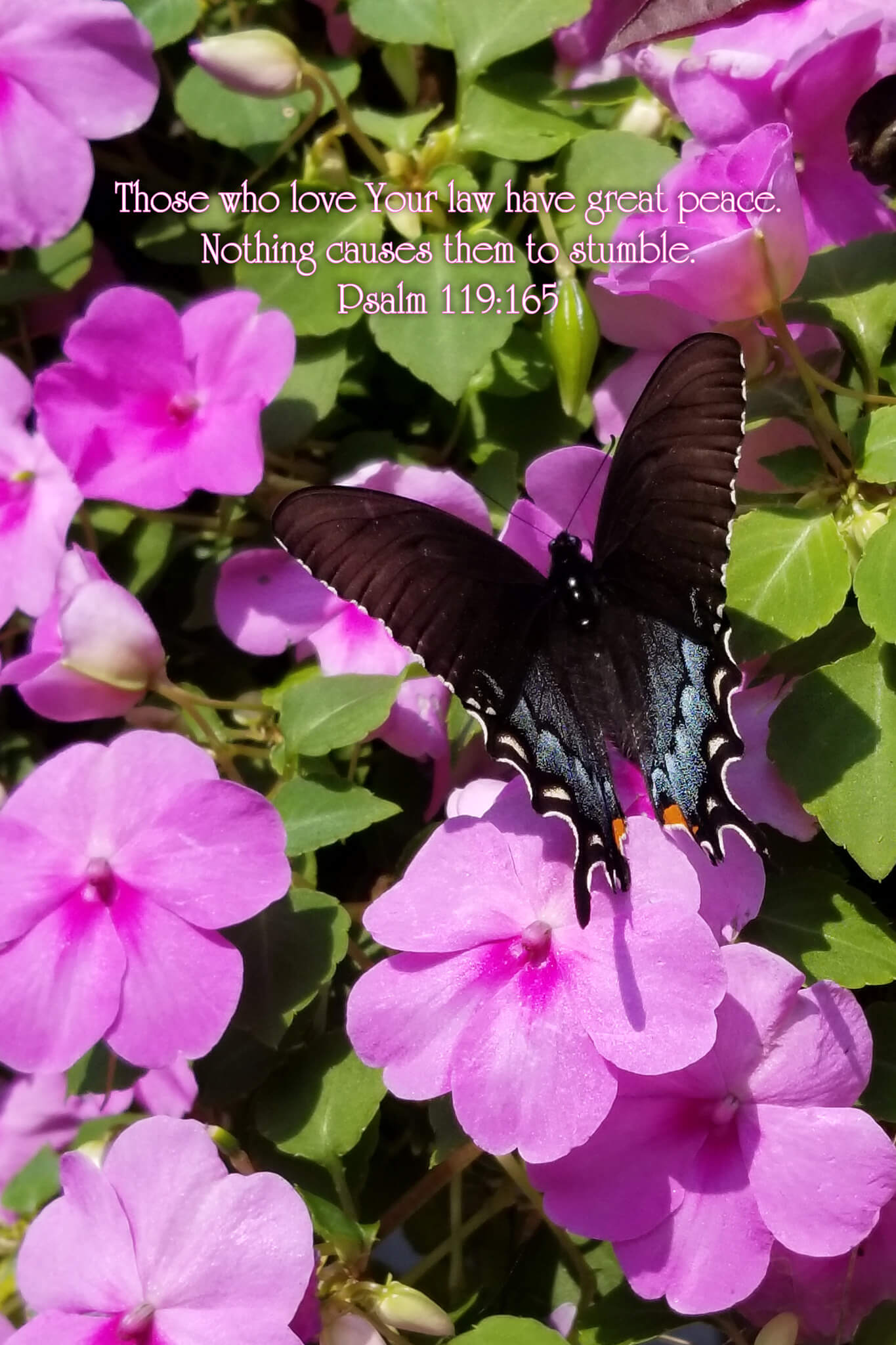 Psalm 119:165 Butterfly on Impatiens Christian greeting card