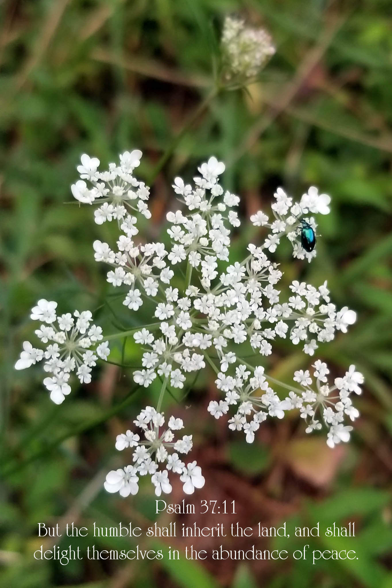 Psalm 37:11 Queen Anne's Lace with Teal Beetle Christian greeting card