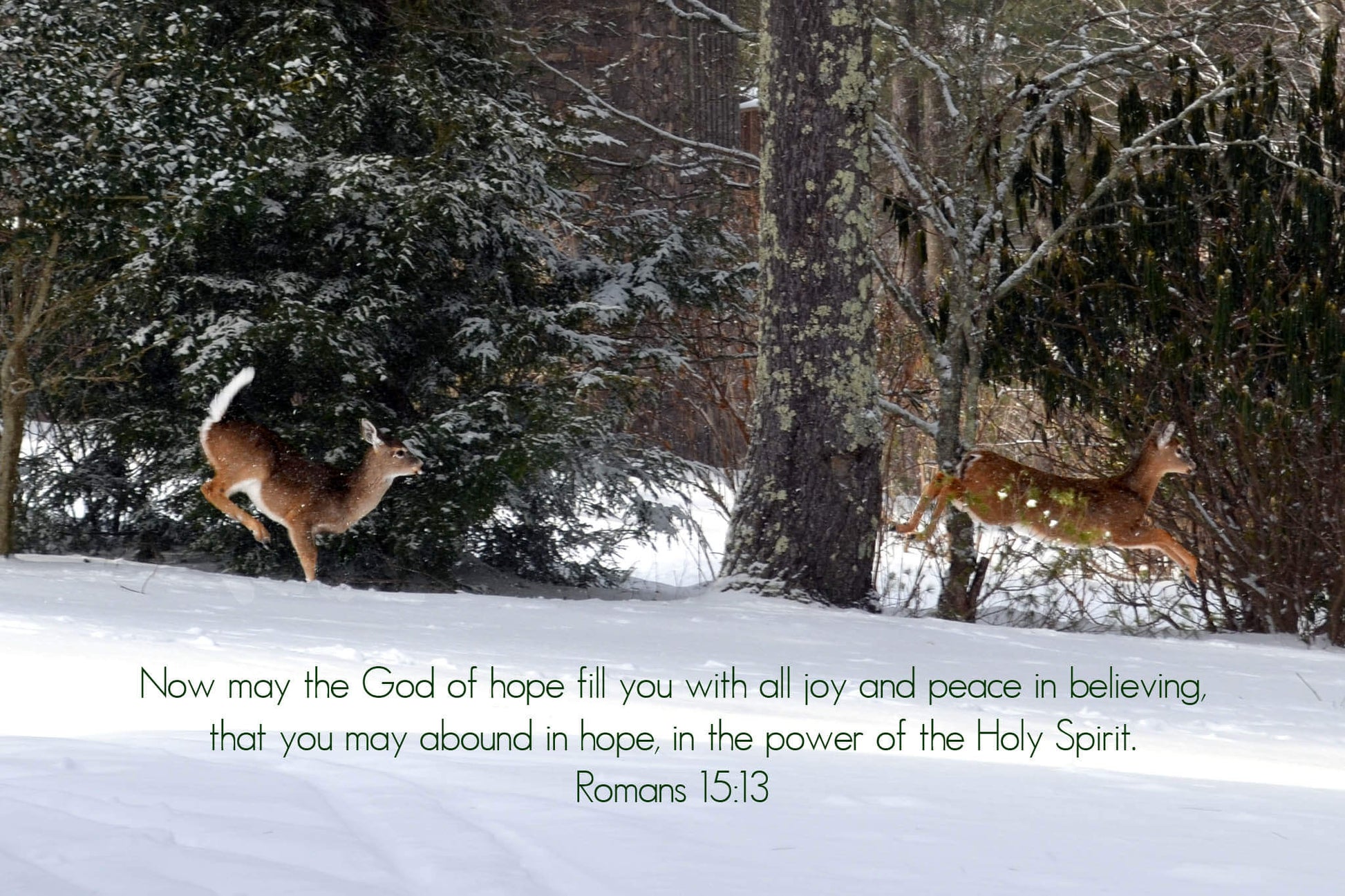 Romans 15:13 Prancing Deer Christian Christmas greeting card
