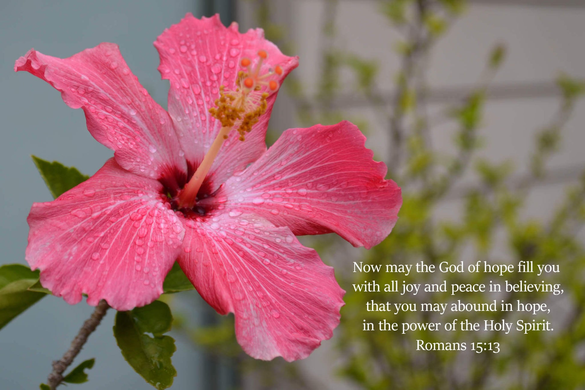 Romans 15:13 Dew Covered Hibiscus Christian greeting card